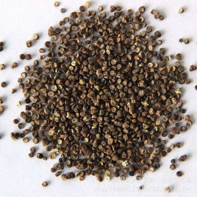 重瓣欧锦葵花种子切花四季种易活花卉花籽