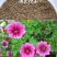 重瓣欧锦葵花种子切花四季种易活花卉花籽