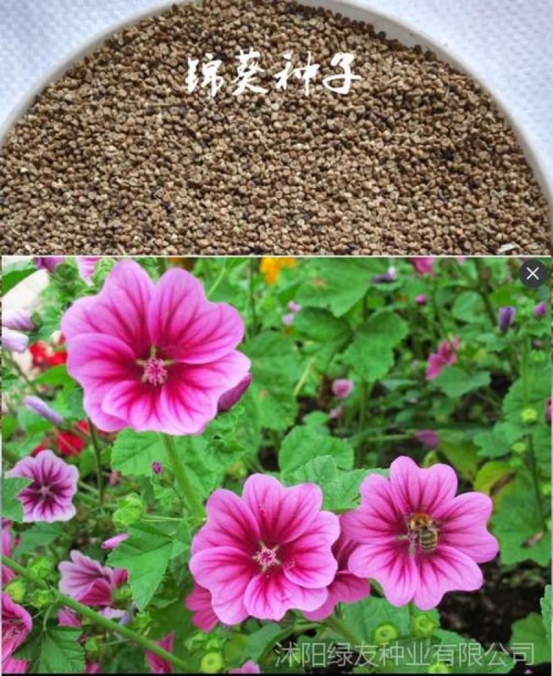 重瓣欧锦葵花种子切花四季种易活花卉花籽