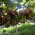 修文贵长猕猴桃，山川秀美，气候迷人，生长发育成熟猕猴桃