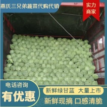 邯郸甘蓝圆包菜翠绿鲜嫩大量上市价格真实/