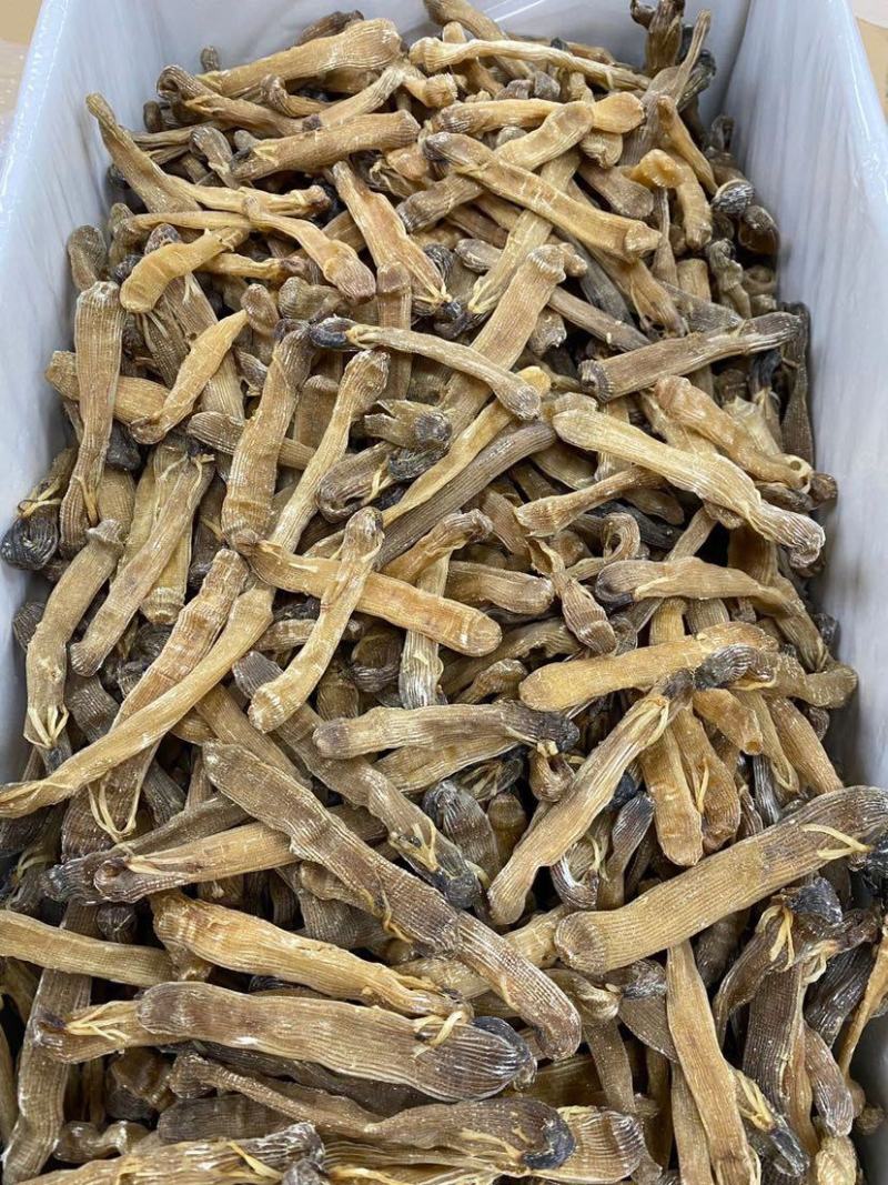 北海沙虫干海味滋补干货新鲜无杂质味道鲜美无比营养价值丰富