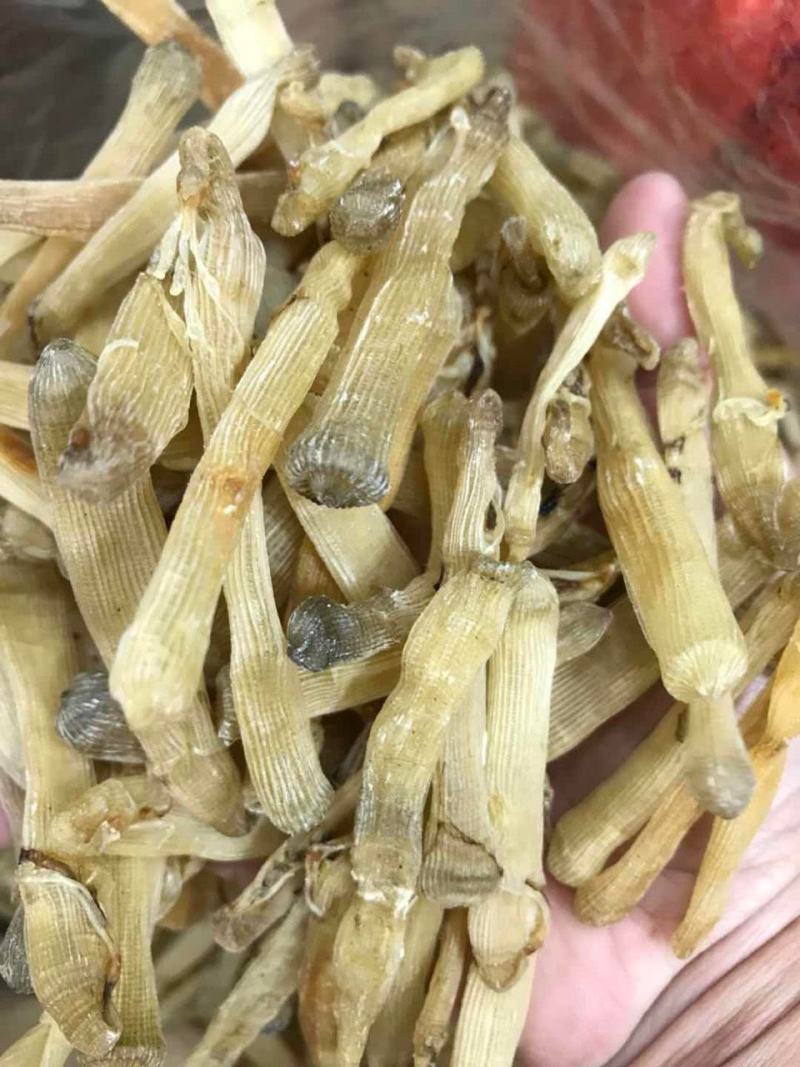 北海沙虫干海味滋补干货新鲜无杂质味道鲜美无比营养价值丰富