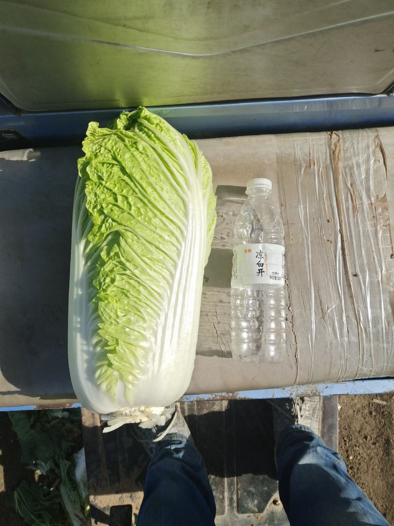 玉田大白菜大量上市中毛菜，净菜，大量走货！欢迎老板电联系