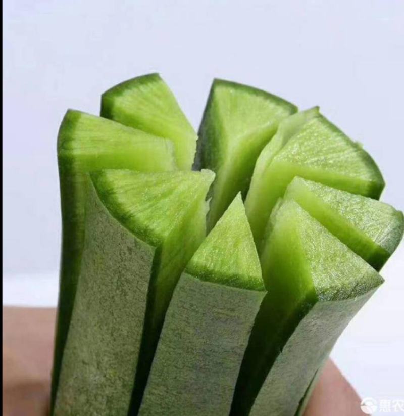 大量供应大棚瓜茬青萝卜