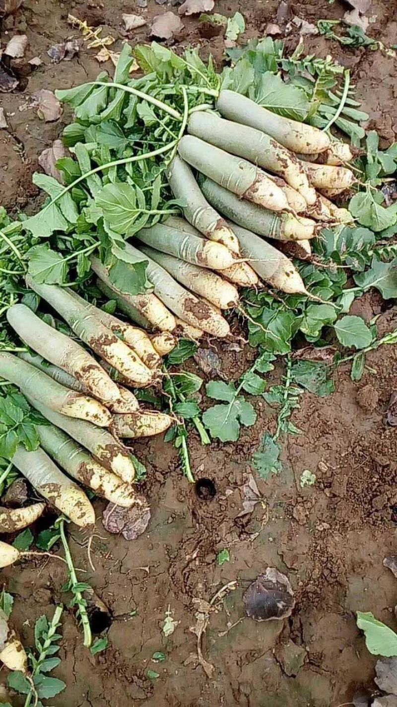 大量供应大棚瓜茬青萝卜