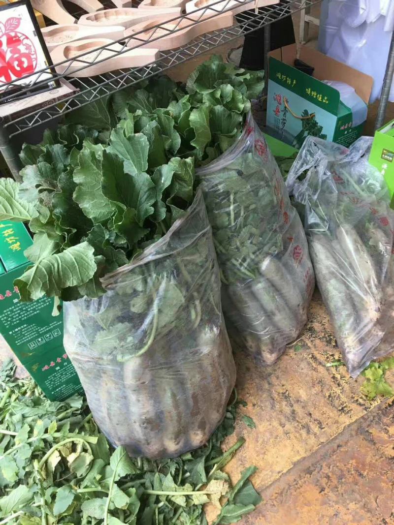 大量供应大棚瓜茬青萝卜