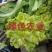 儿菜，早熟，中熟，基地直销，全国走车，无中间商