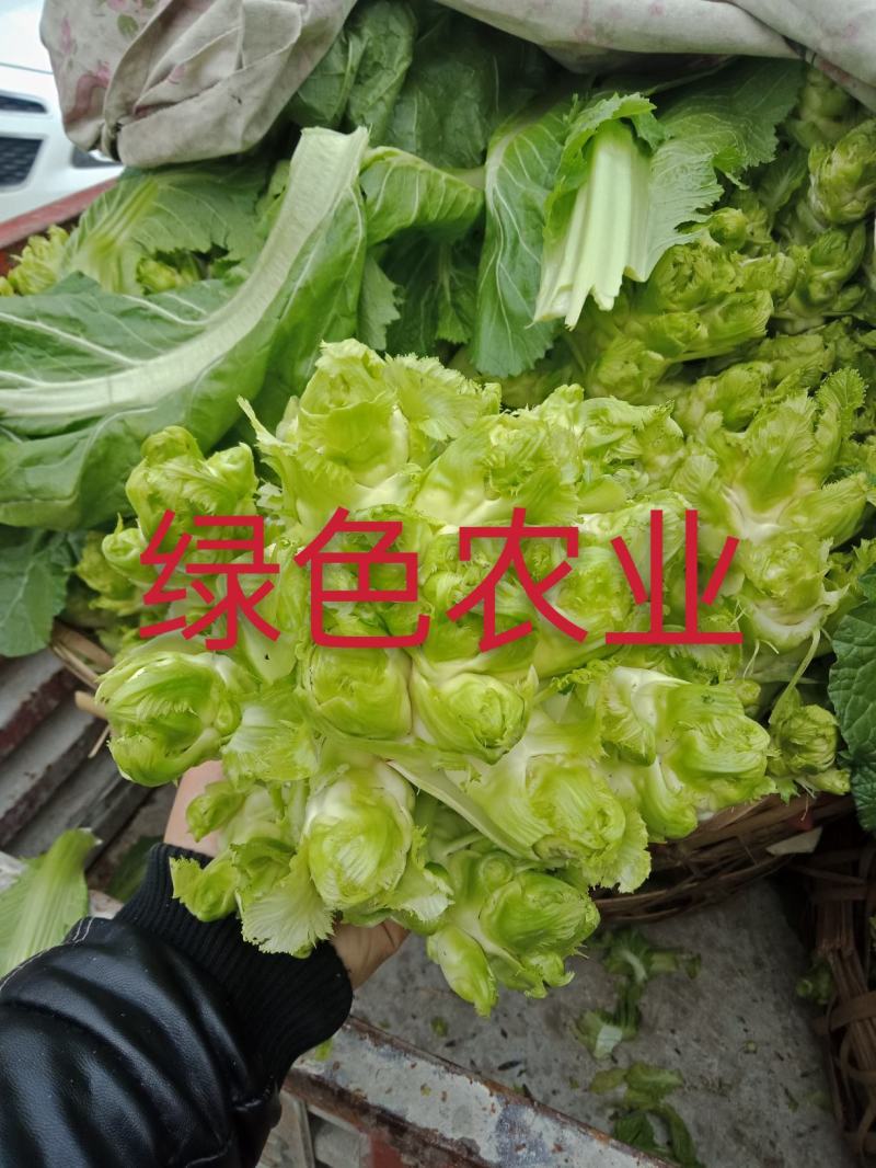 儿菜，早熟，中熟，基地直销，全国走车，无中间商
