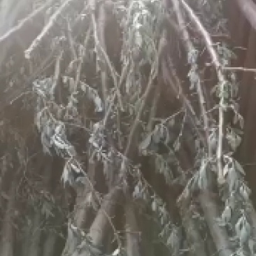 大果沙枣，需要的欢迎订购