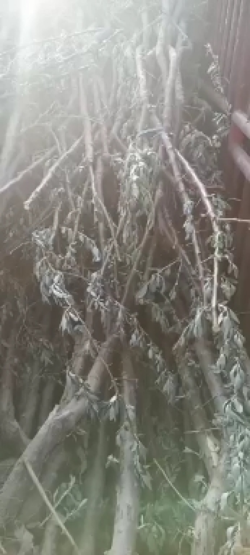 大果沙枣，需要的欢迎订购