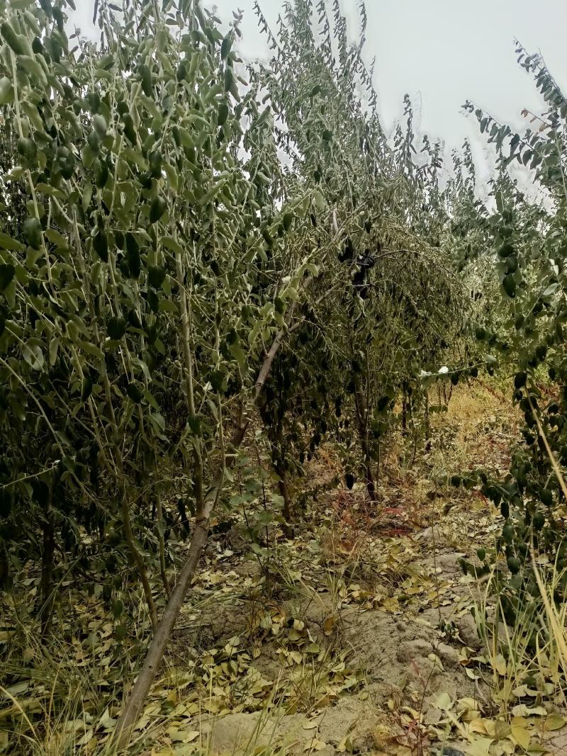 大果沙枣，需要的欢迎订购