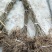 四川苍溪红心猕猴桃苗包成活红阳猕猴桃嫁接树苗红心猕猴