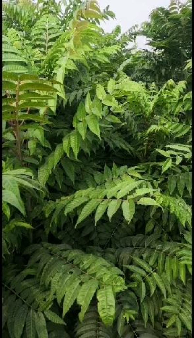 基地直销各种规格的红油香椿苗