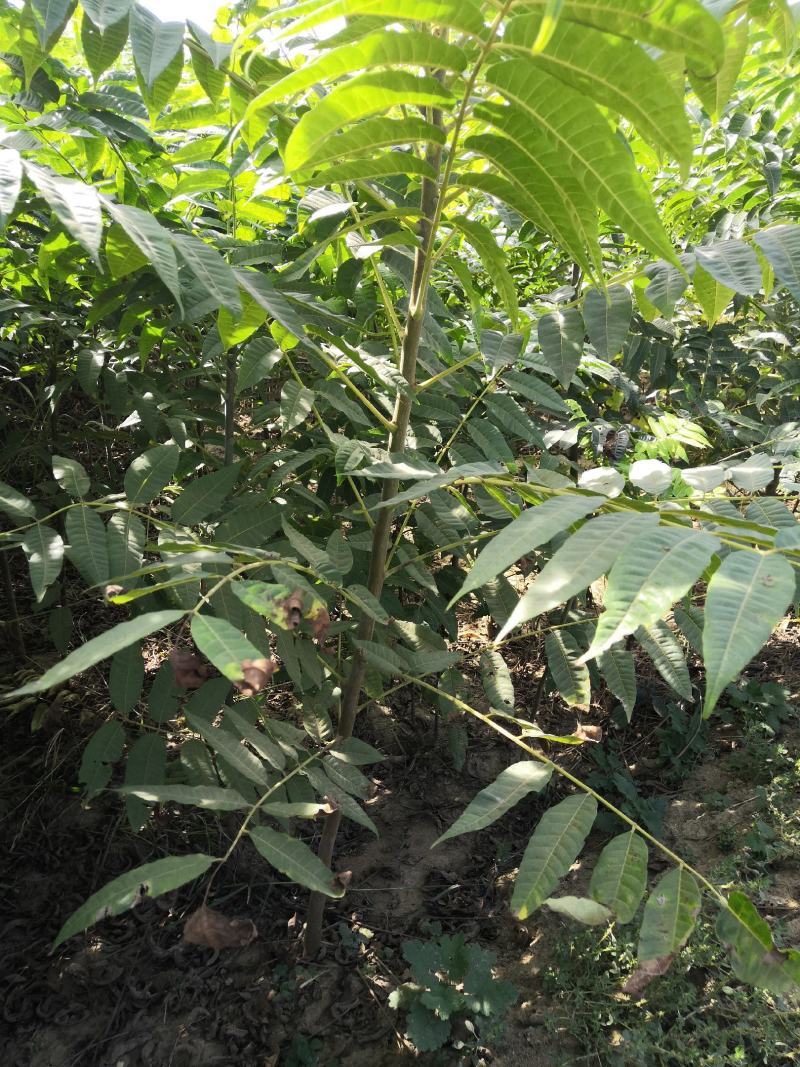 基地直销各种规格的红油香椿苗