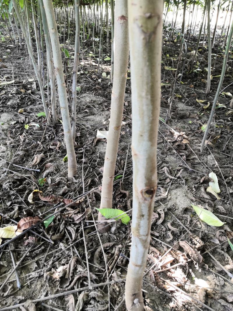 基地直销各种规格的红油香椿苗