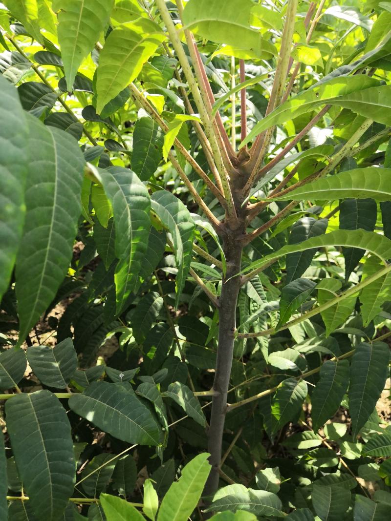 基地直销各种规格的红油香椿苗