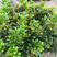 树形独杆米兰盆栽花苗四季好养的花开花不断室内香花植物