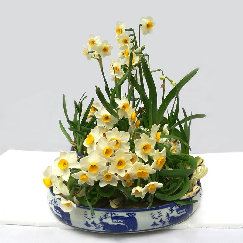 正宗漳州水仙花种球水培花卉水养大盆栽植物冬季花卉40庄