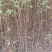 樱桃苗，大青叶，樱桃实生苗，0.3～3公分大量出售。