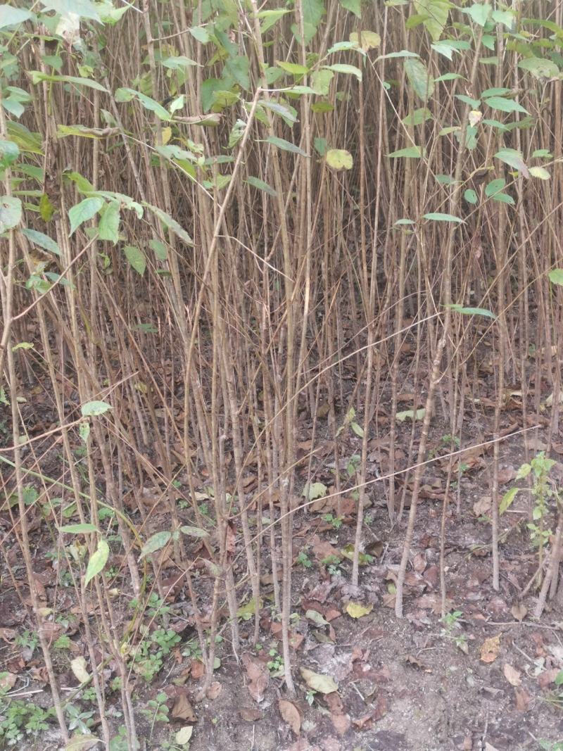 樱桃苗，大青叶，樱桃实生苗，0.3～3公分大量出售。