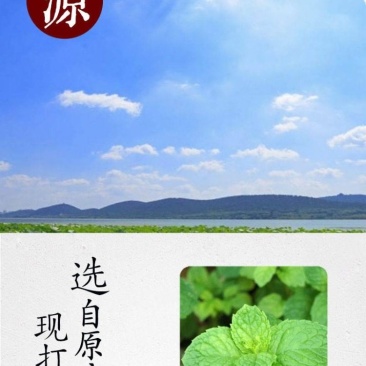 薄荷粉石磨现磨薄荷粉500克薄荷粉品质好120