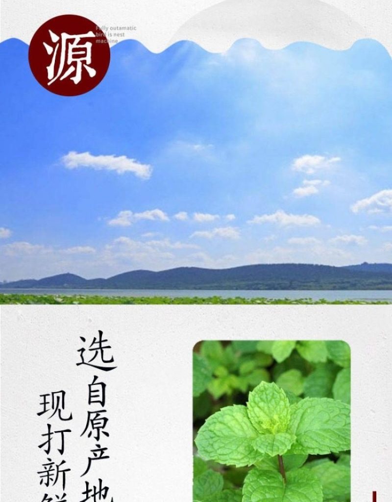 薄荷粉石磨现磨薄荷粉500克薄荷粉品质好120