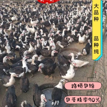 受精高规格灰鸭、麻鸭黑鸭种蛋破损包赔
