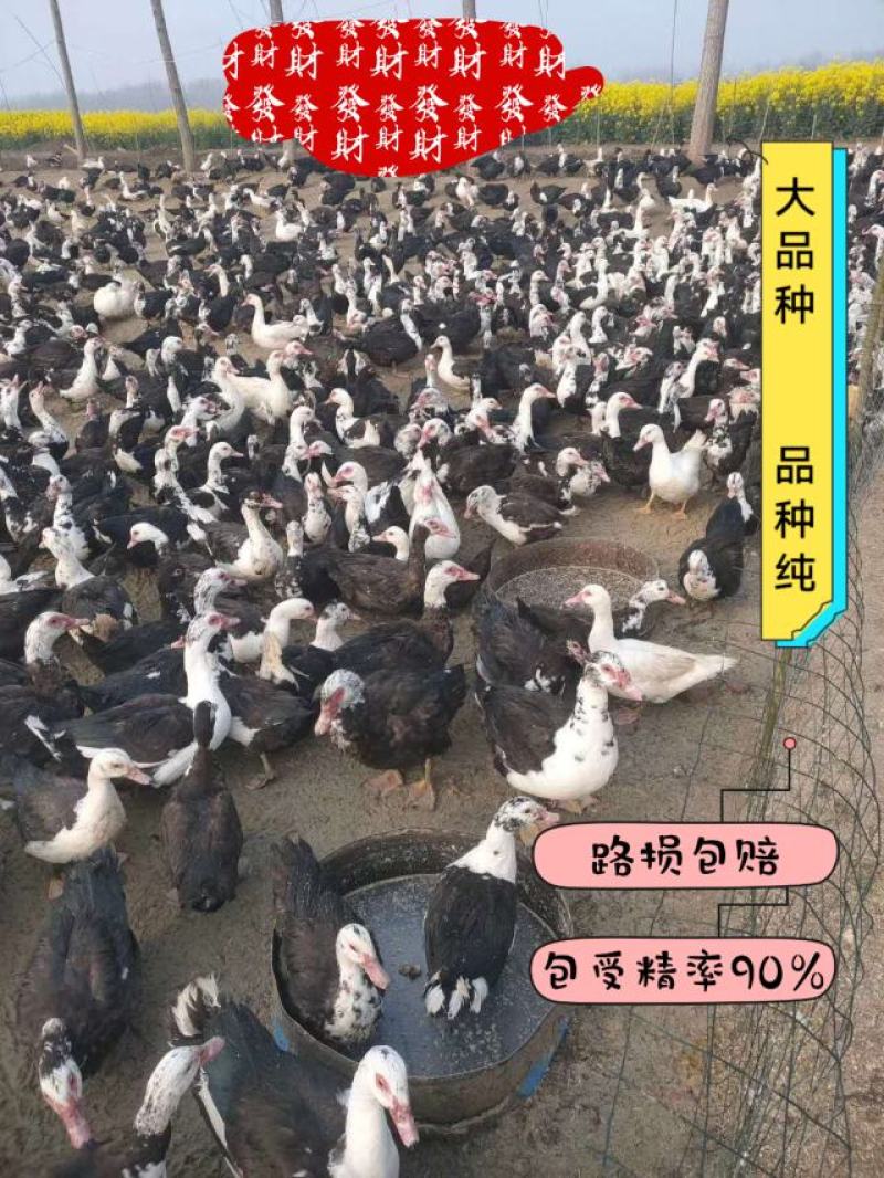 受精高规格灰鸭、麻鸭黑鸭种蛋破损包赔