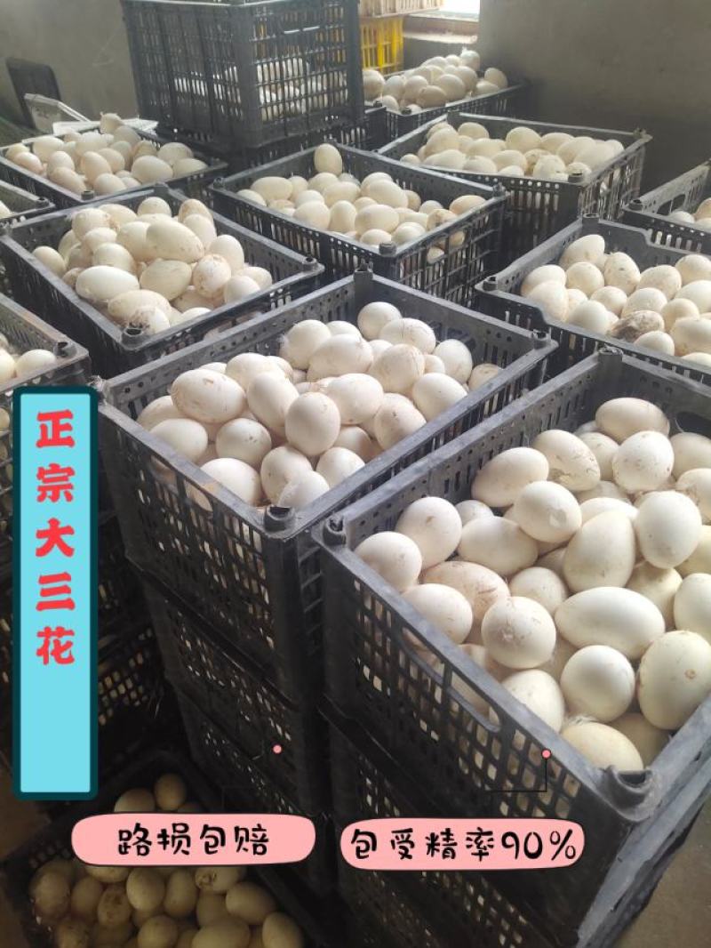 纯正大三花，四季，大白，皖西杂交鹅苗防疫完善技术支持