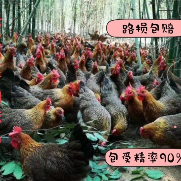 9斤黄快大型铁麻，三黄鸡红玉种蛋出售蛋托发货破损包赔