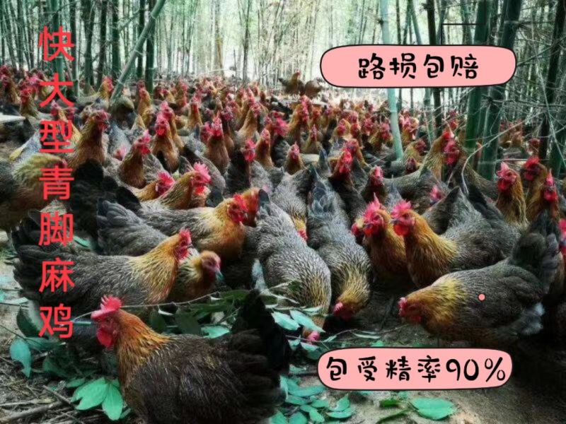 9斤黄快大型铁麻，三黄鸡红玉种蛋出售蛋托发货破损包赔