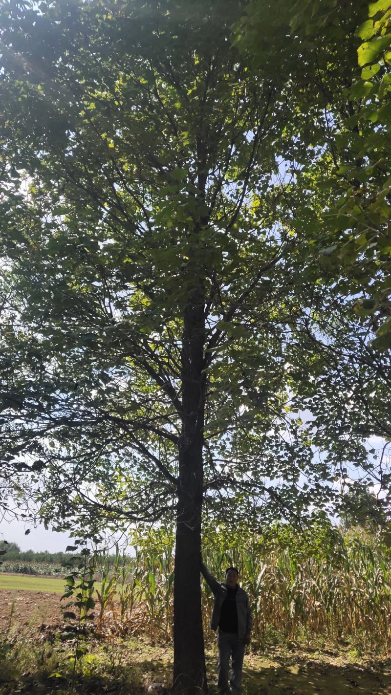 楸树出售：各种工程苗，占地苗，需要的老板和我联系，