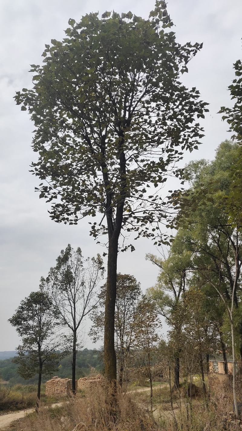 楸树出售：各种工程苗，占地苗，需要的老板和我联系，