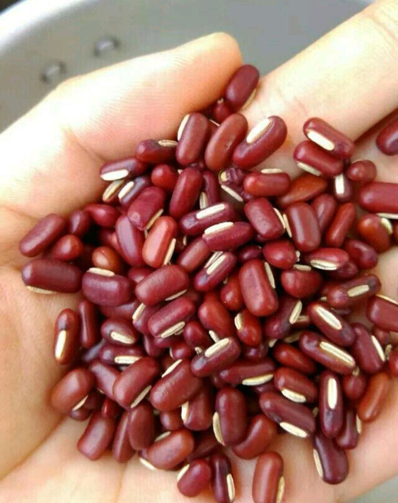 赤小豆散装河北干货药食两用量大从优
