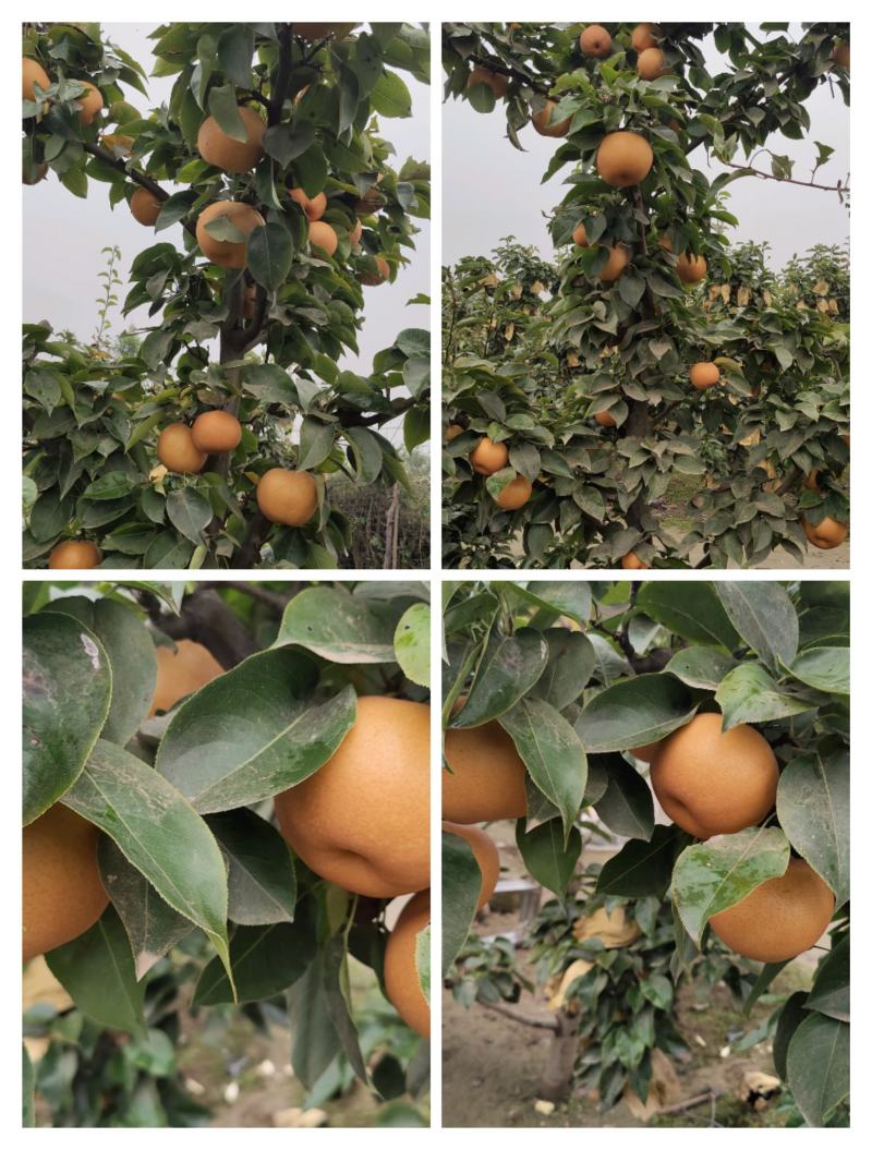 晚秋黄梨不是冷库货果子在树上个大无渣水多大量大果