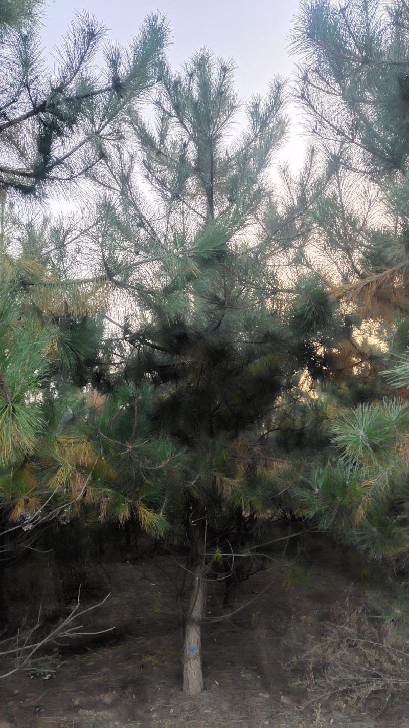 出售：各种工程苗，占地苗，需要的老板和我联系，