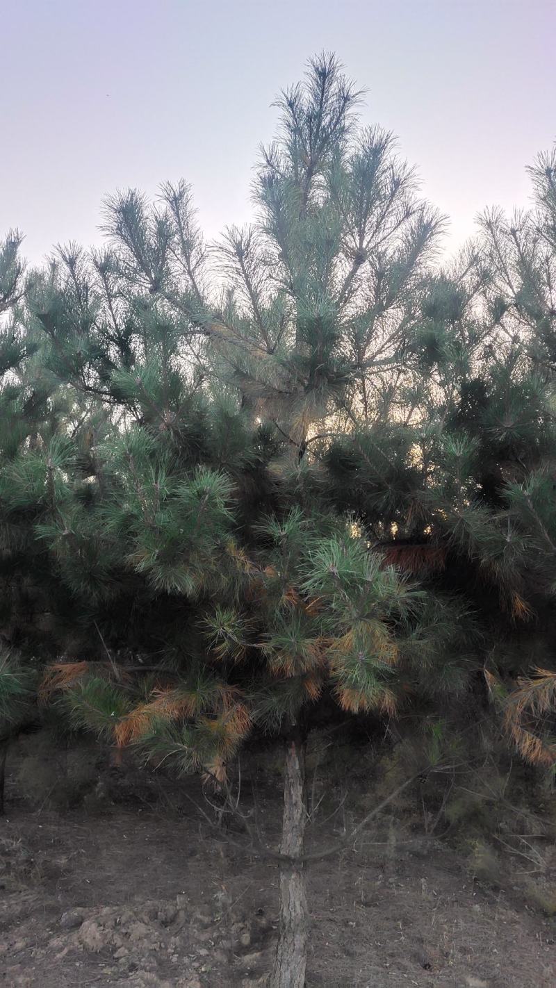 出售：各种工程苗，占地苗，需要的老板和我联系，