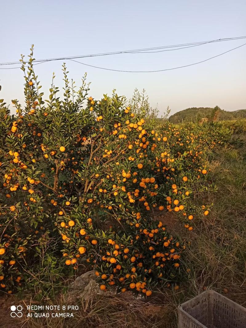 南丰蜜橘产地直销，包上车