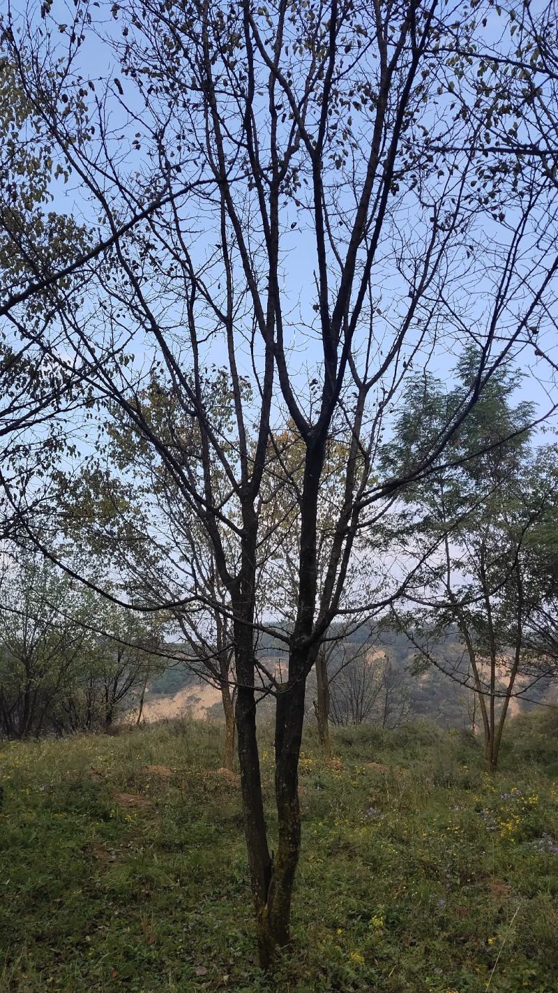 从生国塊出售：各种工程苗，占地苗，需要的老板和我联系，