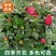 杜鹃花带花苞大盆栽植物四季开花不断花卉室内带观花植物耐寒