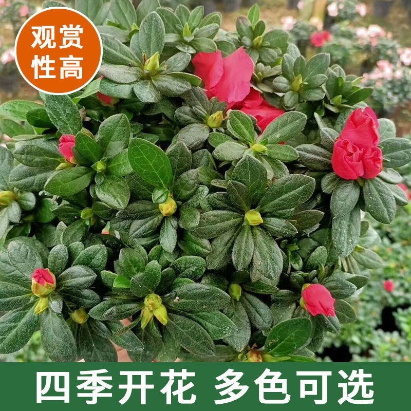 杜鹃花带花苞大盆栽植物四季开花不断花卉室内带观花植物耐寒