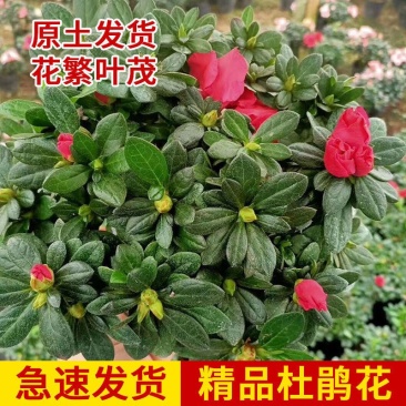 杜鹃花带花苞大盆栽植物四季开花不断花卉室内带观花植物耐寒