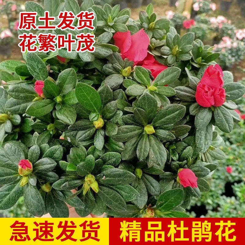 杜鹃花带花苞大盆栽植物四季开花不断花卉室内带观花植物耐寒