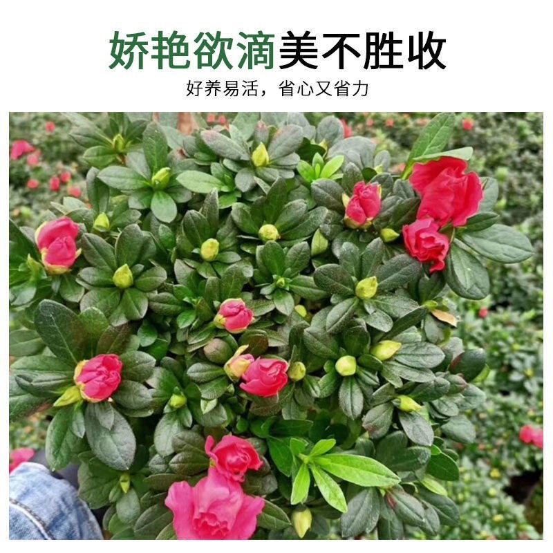杜鹃花带花苞大盆栽植物四季开花不断花卉室内带观花植物耐寒