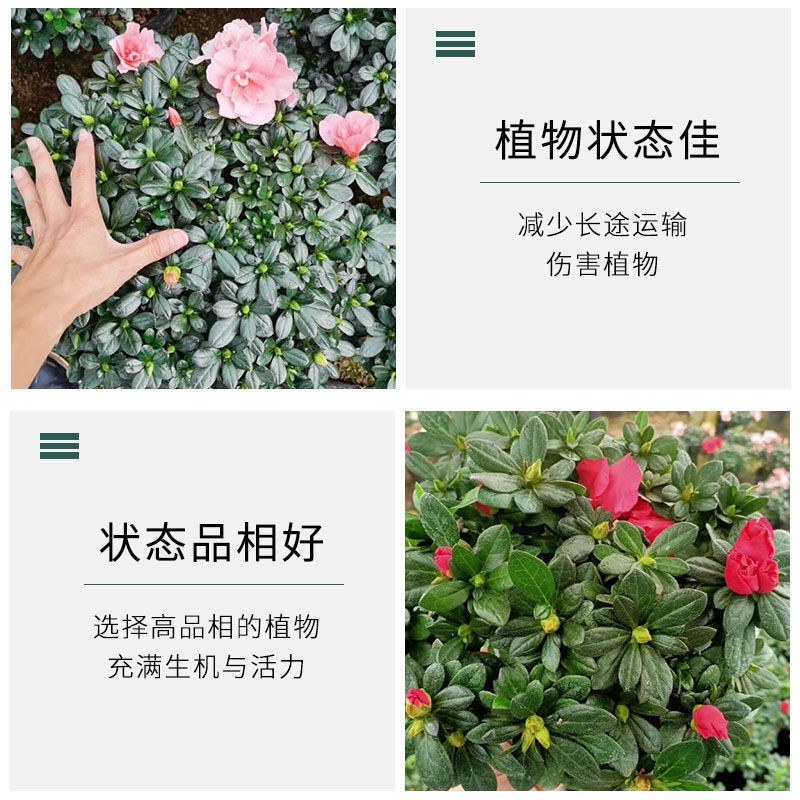 杜鹃花带花苞大盆栽植物四季开花不断花卉室内带观花植物耐寒