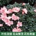 杜鹃花带花苞大盆栽植物四季开花不断花卉室内带观花植物耐寒