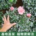 杜鹃花带花苞大盆栽植物四季开花不断花卉室内带观花植物耐寒