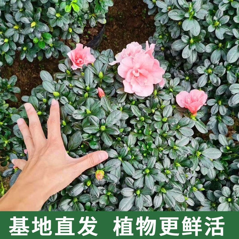 杜鹃花带花苞大盆栽植物四季开花不断花卉室内带观花植物耐寒