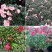 杜鹃花带花苞大盆栽植物四季开花不断花卉室内带观花植物耐寒